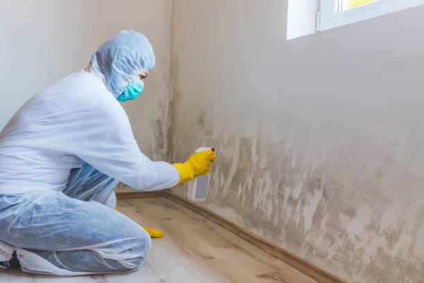 Licensed Mold Remediation service in Lancaster, TX - WQB Mold Removal